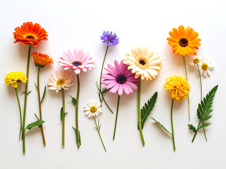 色とりどりのたくさんの花